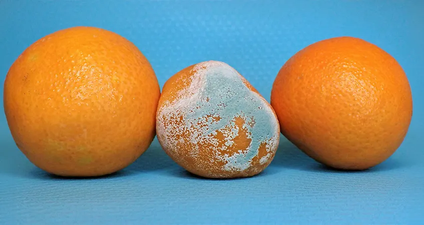 ¿Cuánto Dinero Pierde un Negocio por una Falla en Refrigeración?